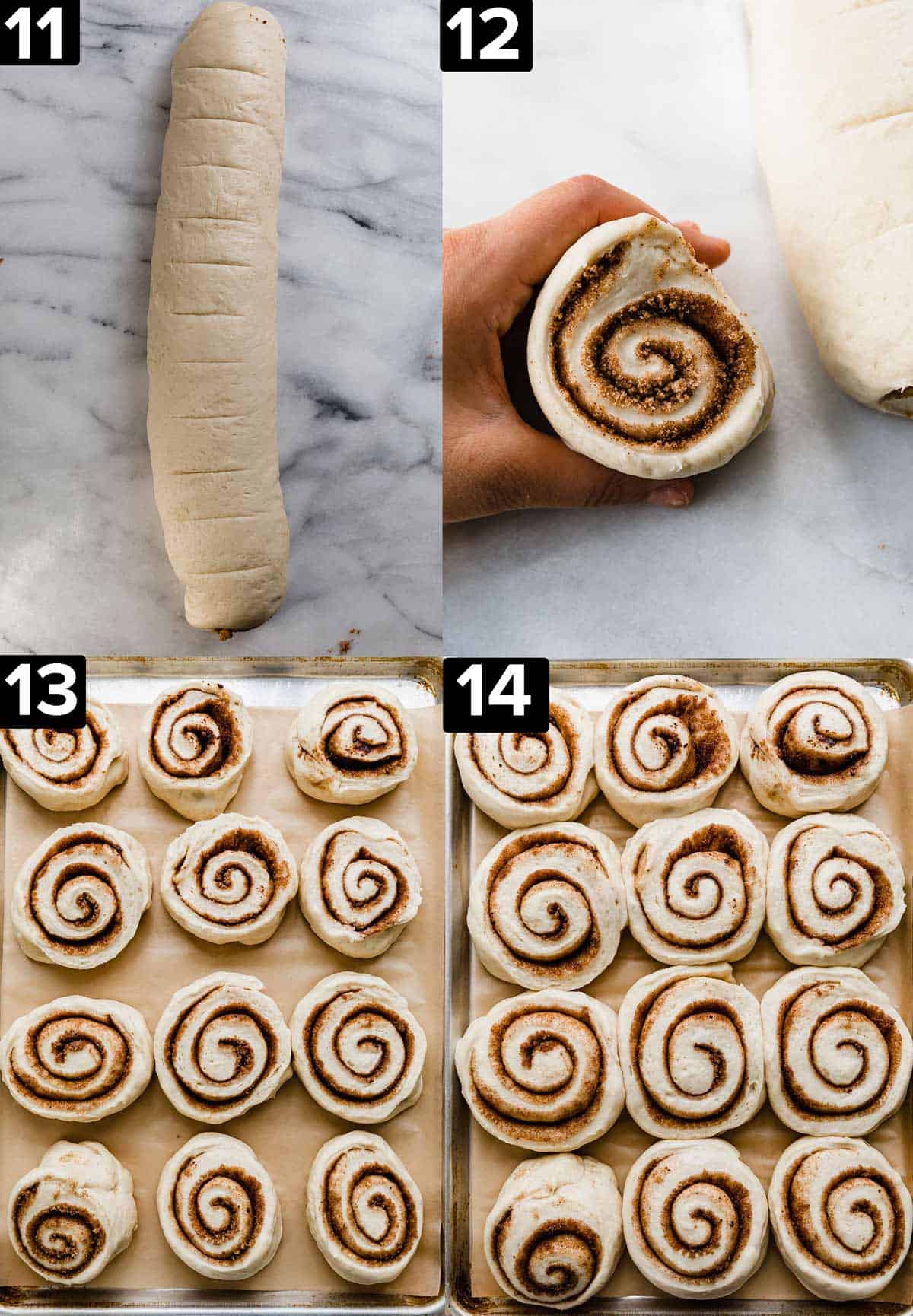 Unbaked cinnamon rolls rolled in a log, then cut, and placed on a baking sheet. 