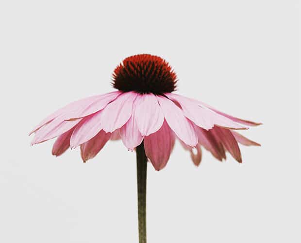 A side photo of a pink flower.