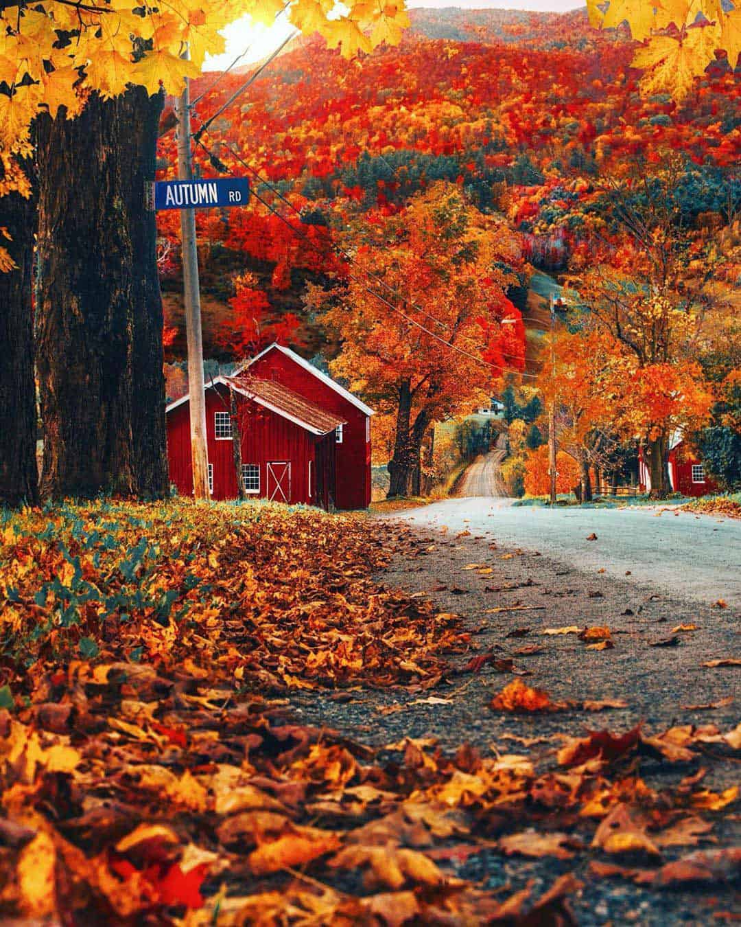 Photo of fall foliage.