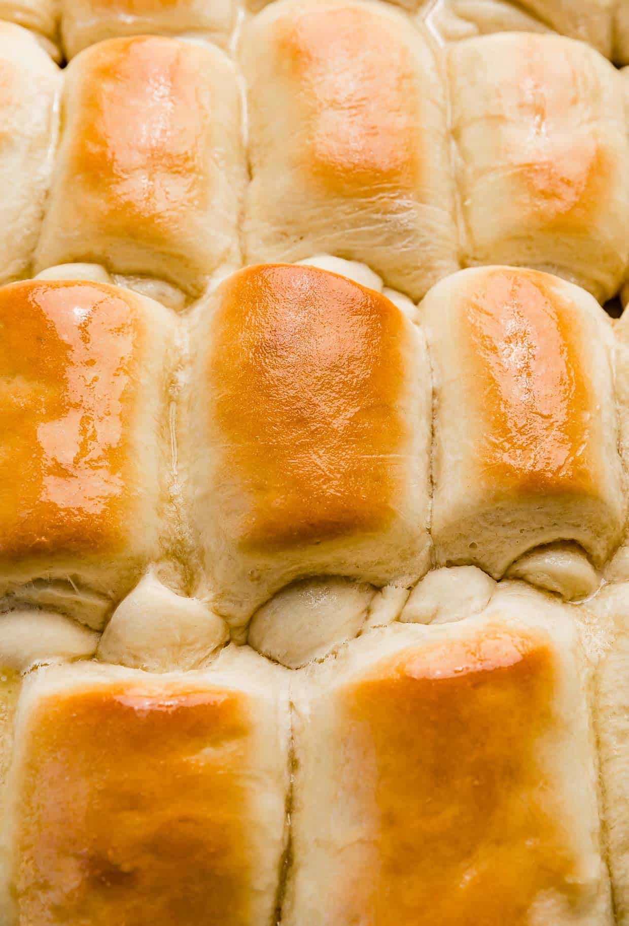 Golden Lion House Rolls rolled in the signature "Lion House" way, lined up next to each other on a baking sheet.